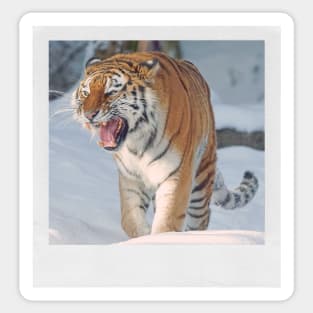 Tiger Cute Cats & Kittens Snow Tiger Photograph Picture Sticker